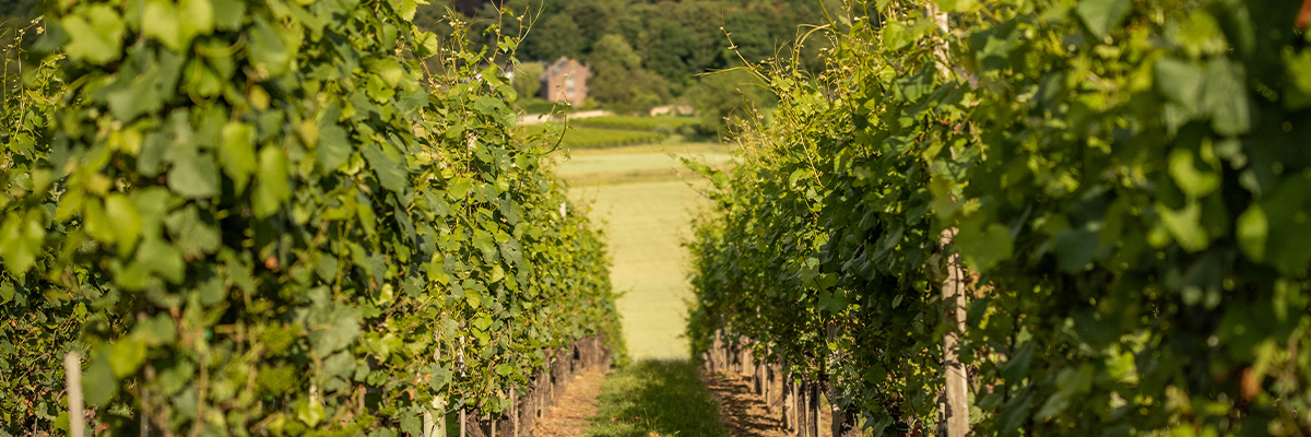 apostelhoeve riesling